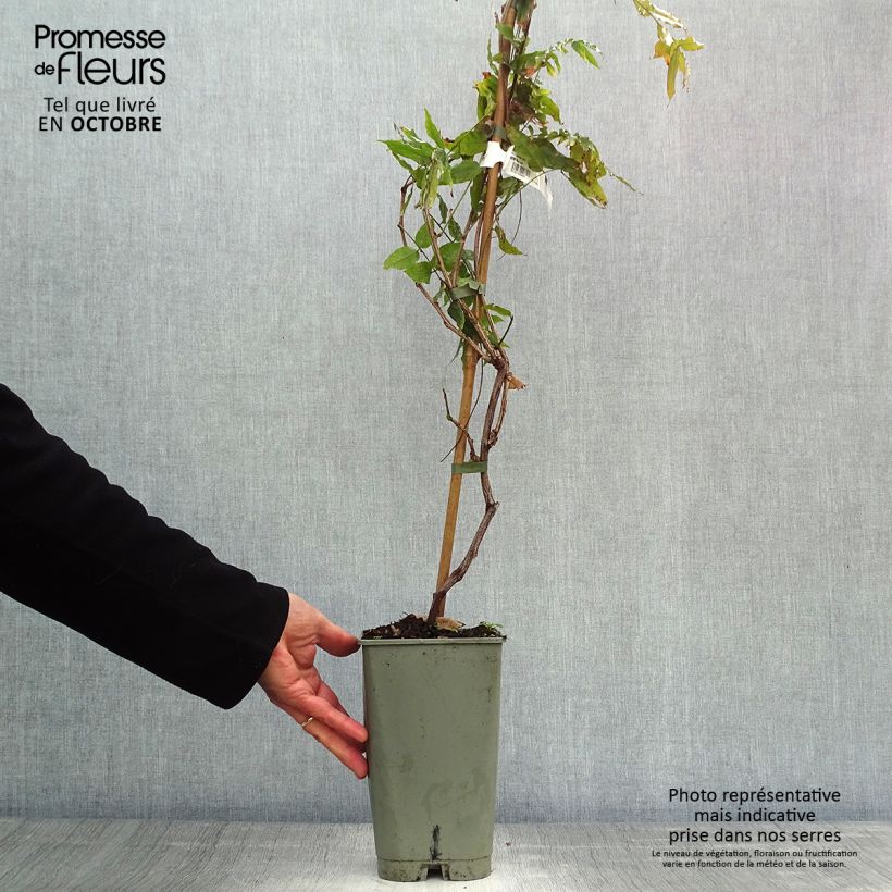 Esemplare di Wisteria floribunda Violacea Plena - Glicine Vaso da 2L/3L come consegnato in autunno