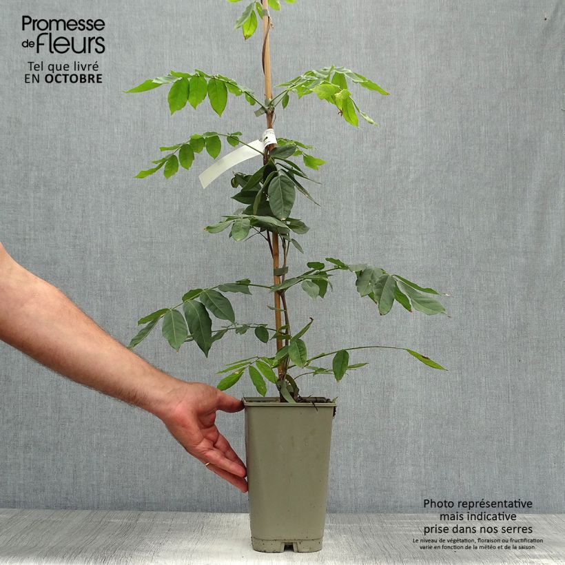 Esemplare di Wisteria venusta - Glicine Vaso da 2L/3L come consegnato in autunno