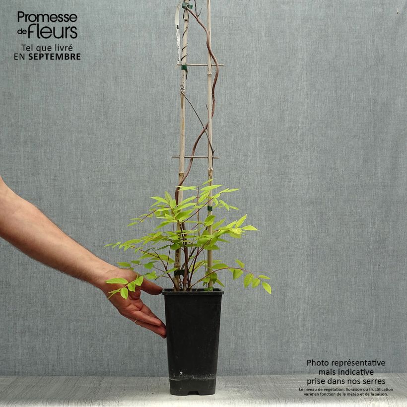 Esemplare di Wisteria frutescens - Glicine americano Vaso da 3L/4L come consegnato in autunno