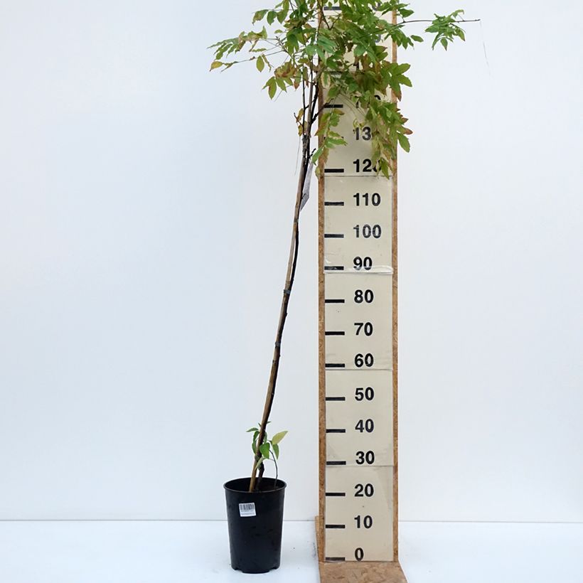 Esemplare di Wisteria venusta Grande Diva Barbara - Glicine Vaso da 4L/5L come consegnato in autunno