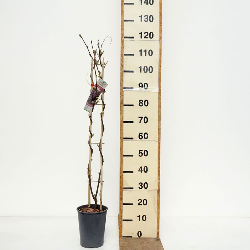 Wisteria venusta Grande Diva Barbara - Glicine Vaso da 4L/5L esemplare consegnato in primavera