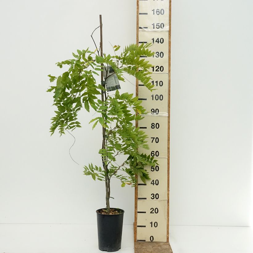 Esemplare di Wisteria venusta Grande Diva Cecilia - Glicine Vaso da 4L/5L consegnato in estate
