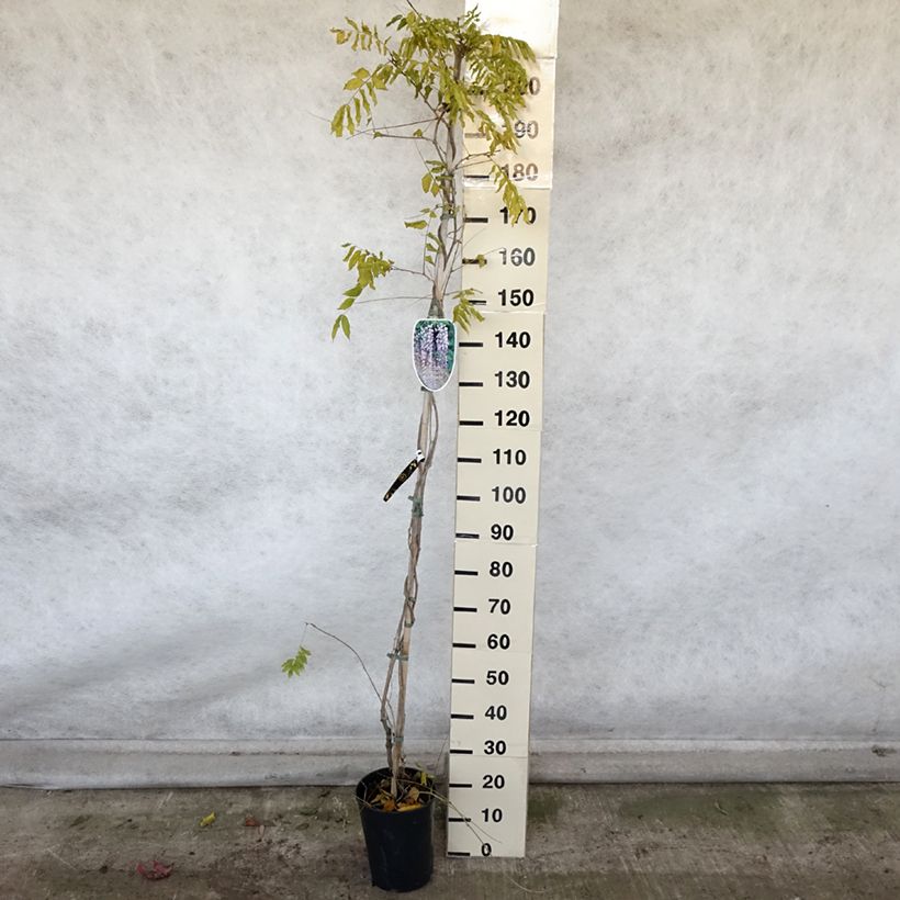 Esemplare di Wisteria floribunda Lawrence - Glicine Vaso da 6L/7L come consegnato in autunno