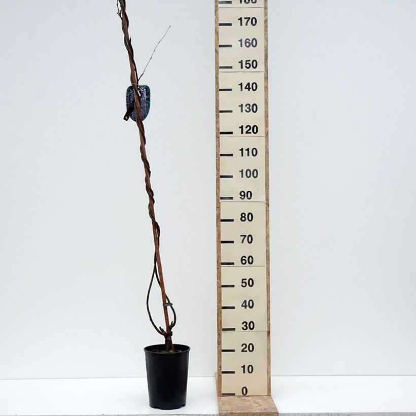 Wisteria floribunda Lawrence - Glicine Vaso da 6L/7L esemplare consegnato in inverno