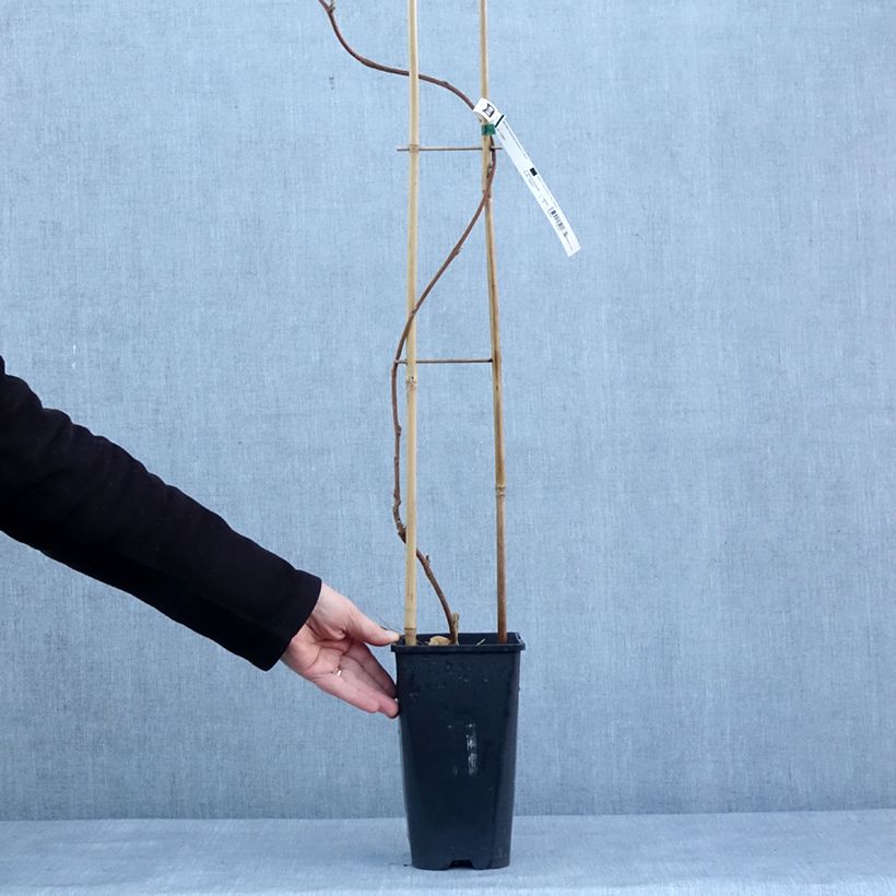 Wisteria floribunda Lipstick - Glicine Vaso da 3L/4L esemplare consegnato in inverno