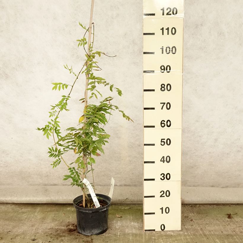 Esemplare di Wisteria floribunda Macrobotrys De Belder - Glicine Vaso da 4L/5L consegnato in estate