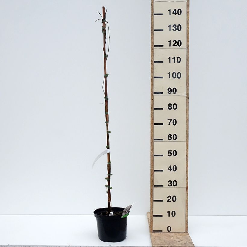 Wisteria floribunda Macrobotrys De Belder - Glicine Vaso da 4L/5L esemplare consegnato in inverno