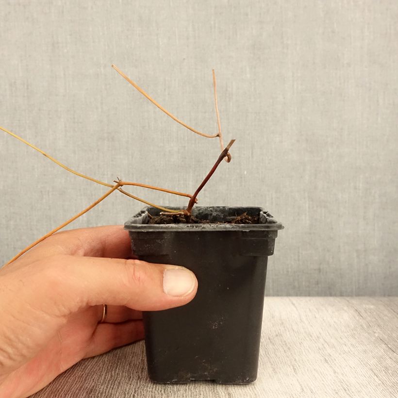 Esemplare di Apios americana - Glicine tuberoso Vasetto da 8/9 cm consegnato in estate