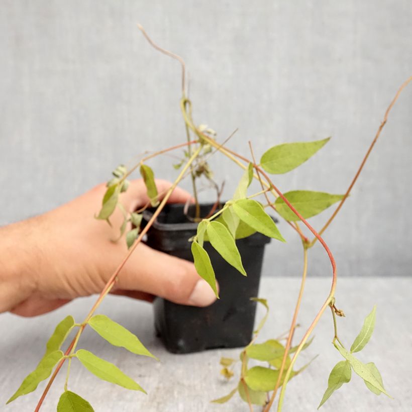 Esemplare di Apios americana - Glicine tuberoso Vasetto da 8/9 cm come consegnato in autunno