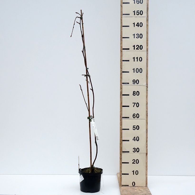 Wisteria brachybotrys White Silk - Glicine Vaso da 4L/5L esemplare consegnato in inverno
