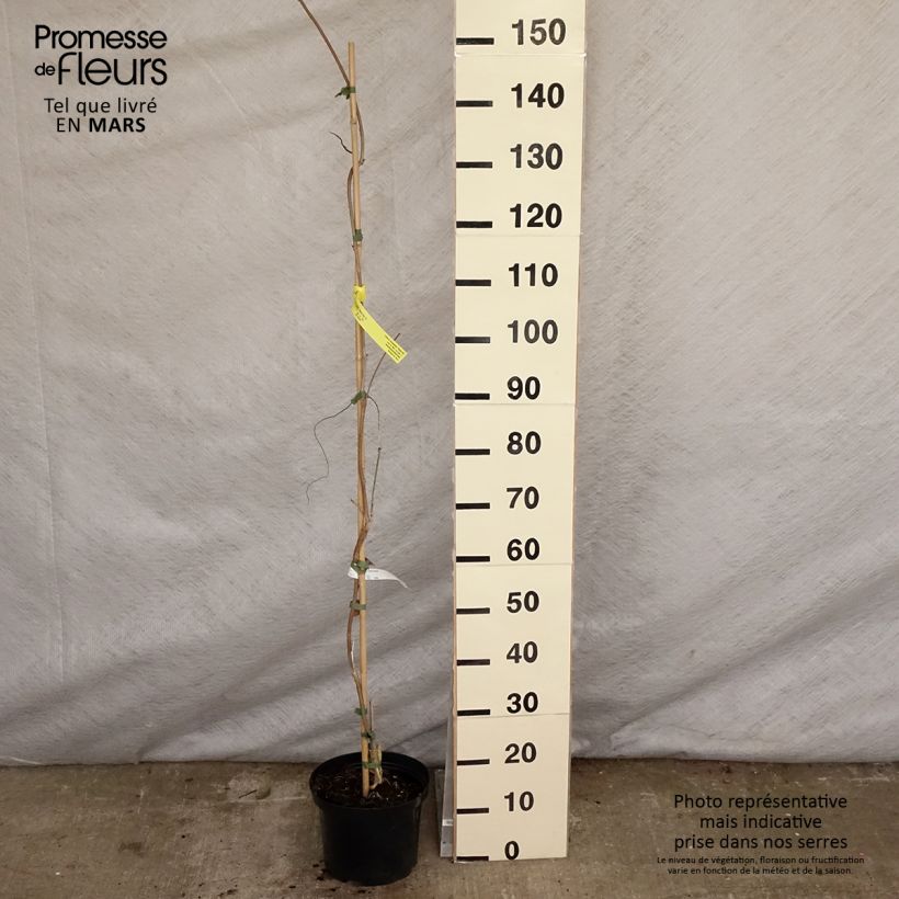 Wisteria brachybotrys White Silk - Glicine Vaso da 4L/5L esemplare consegnato in primavera