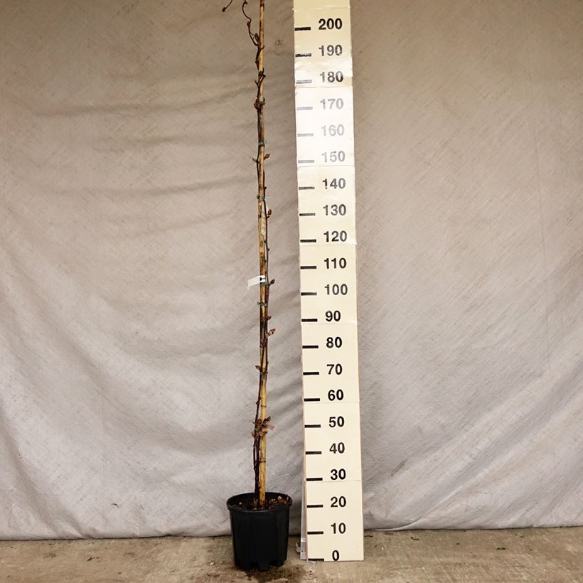 Wisteria brachybotrys Yokohama Fuji - Glicine Vaso da 7,5L/10L esemplare consegnato in primavera