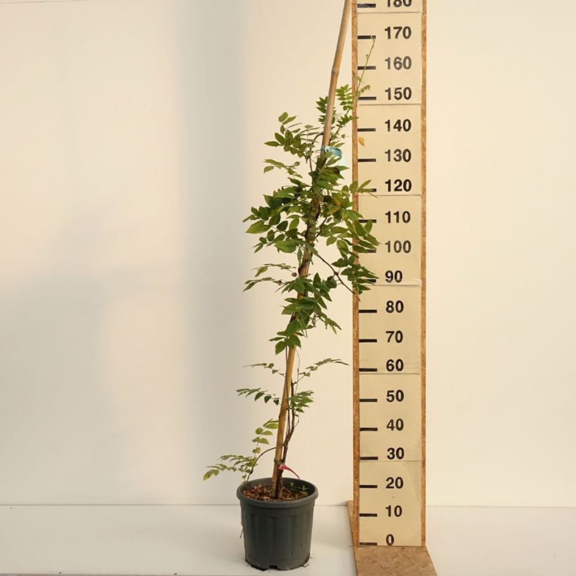 Esemplare di Wisteria brachybotrys Yokohama Fuji - Glicine Vaso da 3L/4L consegnato in estate