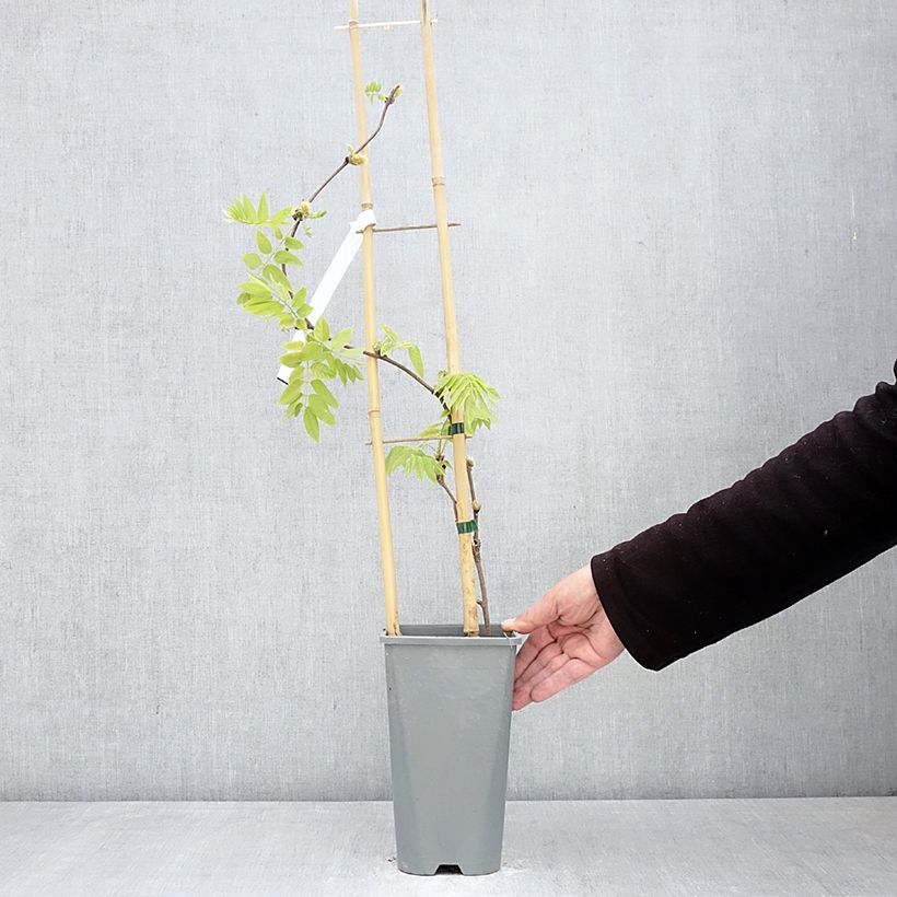 Wisteria brachybotrys Yokohama Fuji - Glicine Vaso da 3L/4L esemplare consegnato in primavera