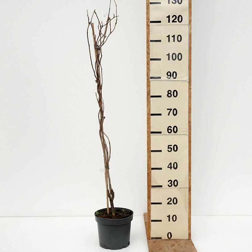 Wisteria frutescens var. macrostachya Clara Mack - Glicine americano Vaso da 4L/5L esemplare consegnato in inverno