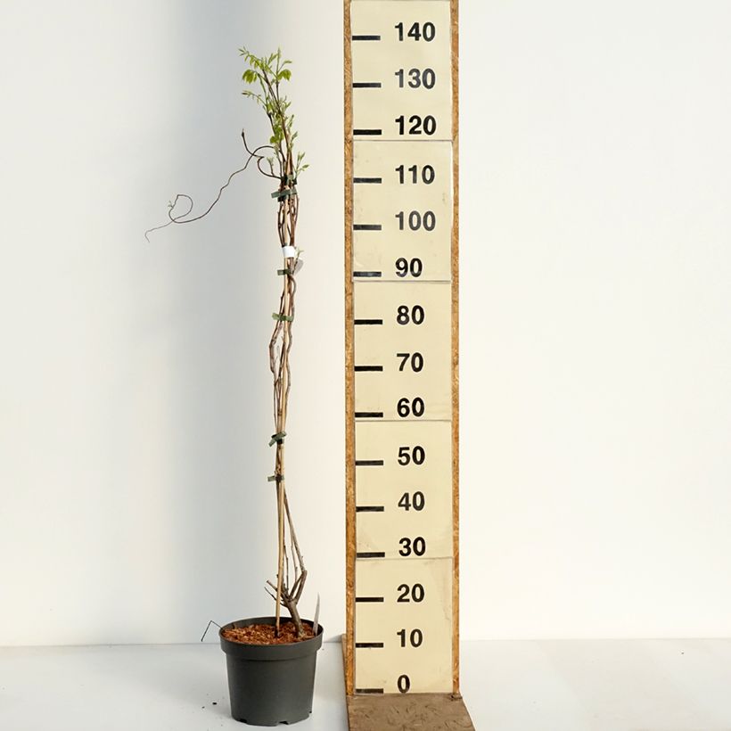 Wisteria frutescens var. macrostachya Clara Mack - Glicine americano Vaso da 4L/5L esemplare consegnato in primavera
