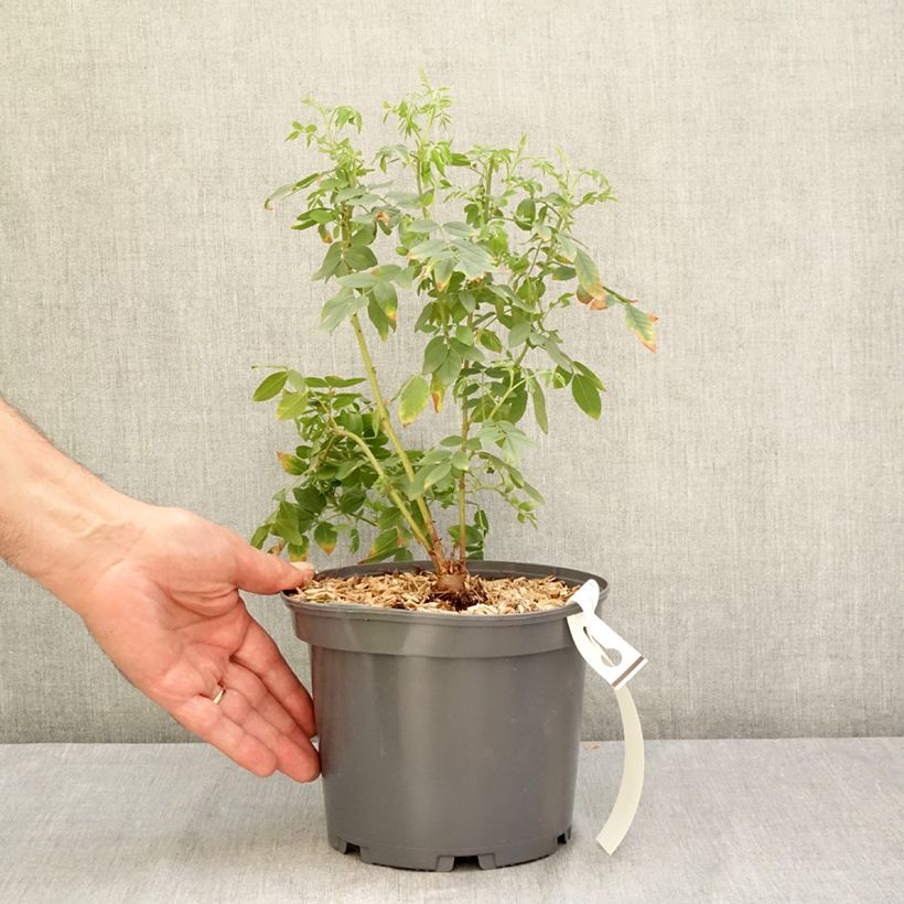 Esemplare di Liquirizia comune Vaso da 2L/3L consegnato in estate