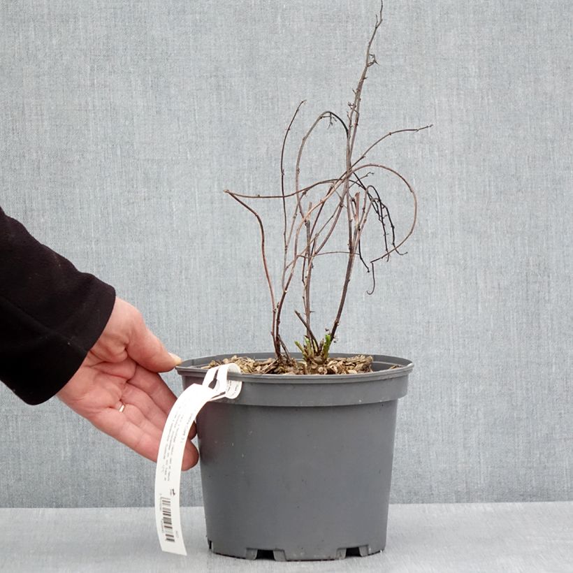 Liquirizia comune Vaso da 2L/3L esemplare consegnato in primavera