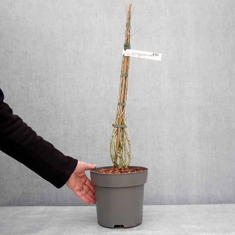 Lycium barbarum Amber Sweet - Goji Vaso da 4L/5L, Multifusto esemplare consegnato in inverno