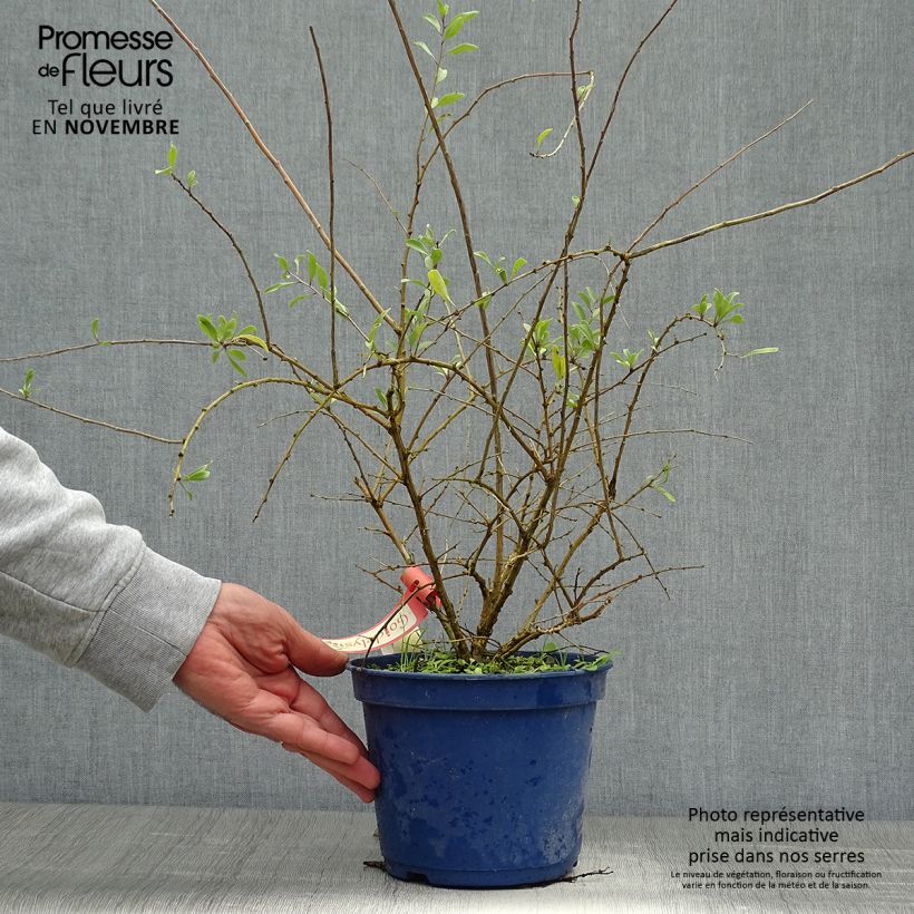 Esemplare di Lycium barbarum Gojidelys - Goji Vaso da 2L/3L, Multifusto come consegnato in autunno