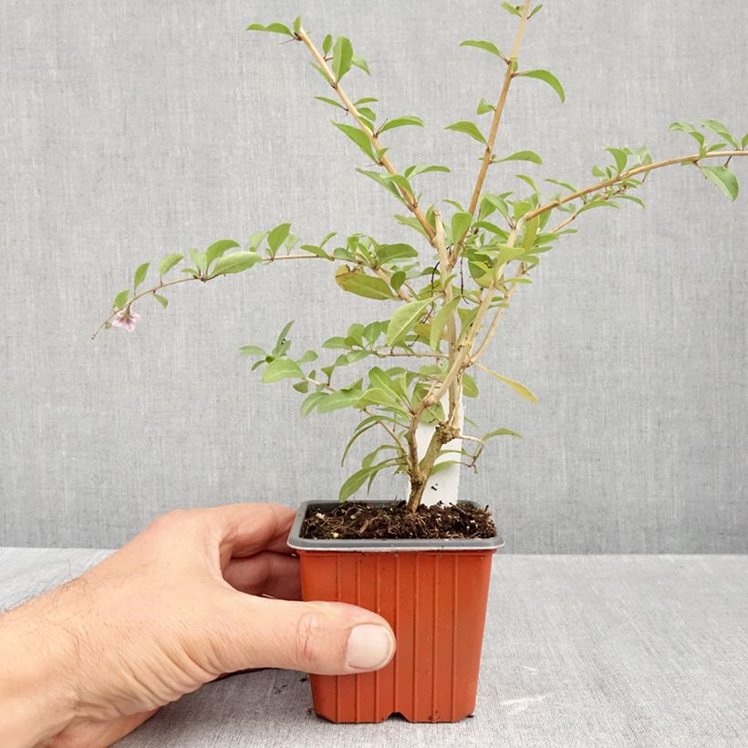 Esemplare di Lycium barbarum - Goji Vasetto da 8/9 cm come consegnato in autunno