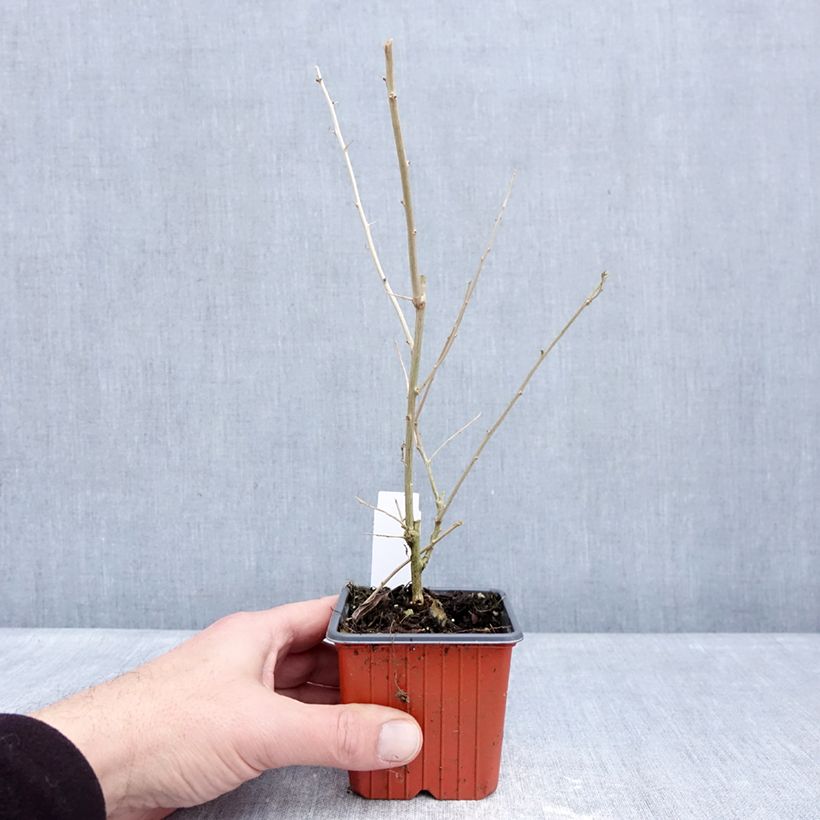 Lycium barbarum - Goji Vasetto da 8/9 cm esemplare consegnato in inverno