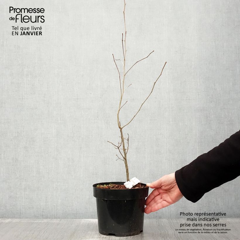 Nyssa sylvatica - Tupelo nero Vaso da 2L/3L esemplare consegnato in inverno