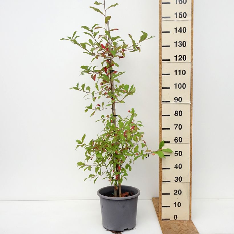 Esemplare di Nyssa sylvatica - Tupelo nero Vaso da 7,5L/10L come consegnato in autunno