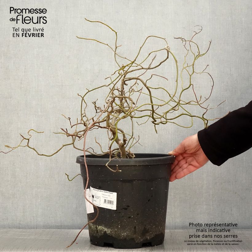 Nyssa sylvatica Zydeco Twist Vaso da 12L/15L esemplare consegnato in inverno