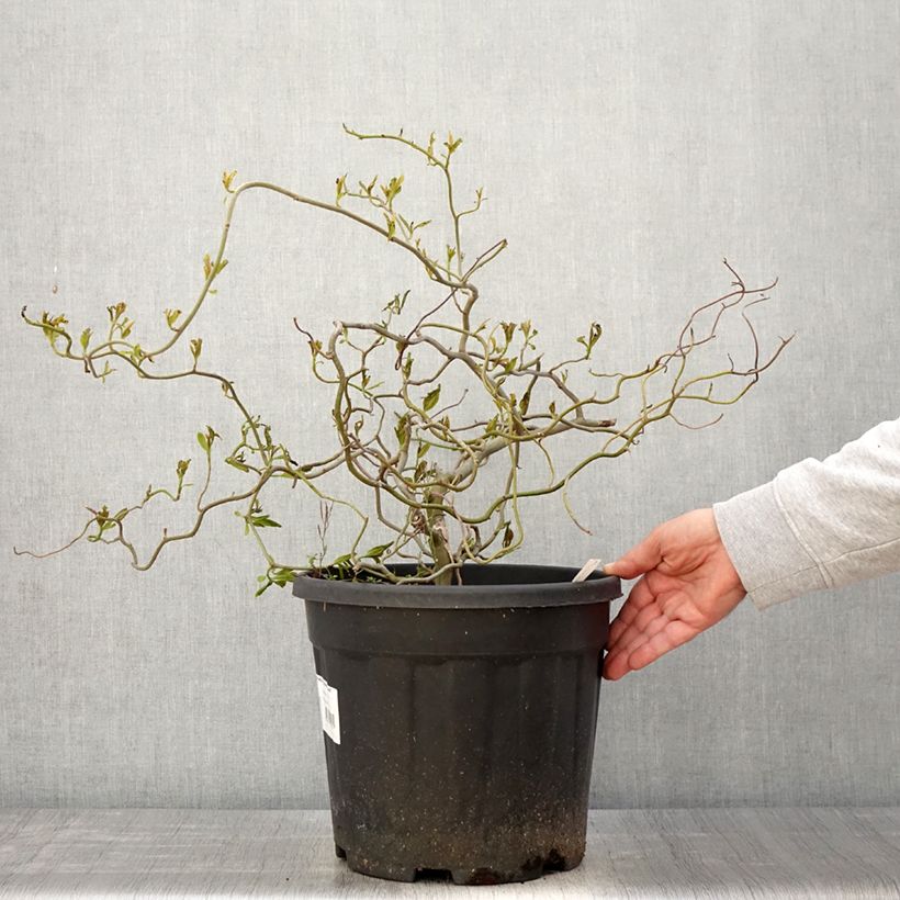 Nyssa sylvatica Zydeco Twist Vaso da 12L/15L esemplare consegnato in primavera