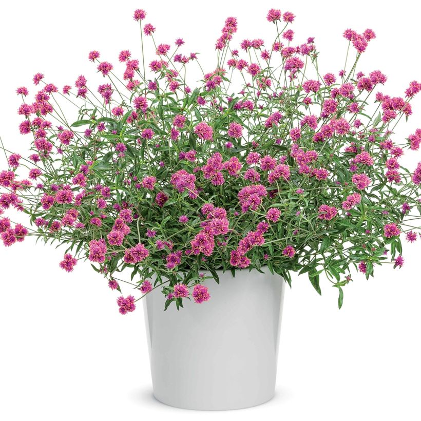 Gomphrena pulchella Truffula Pink - Amarantino (Porto)