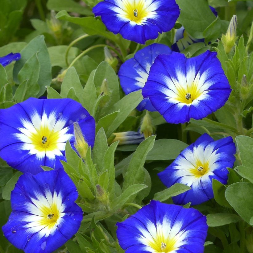 Convolvulus tricolor Pavillon Bleu - Vilucchio tricolore (Fioritura)