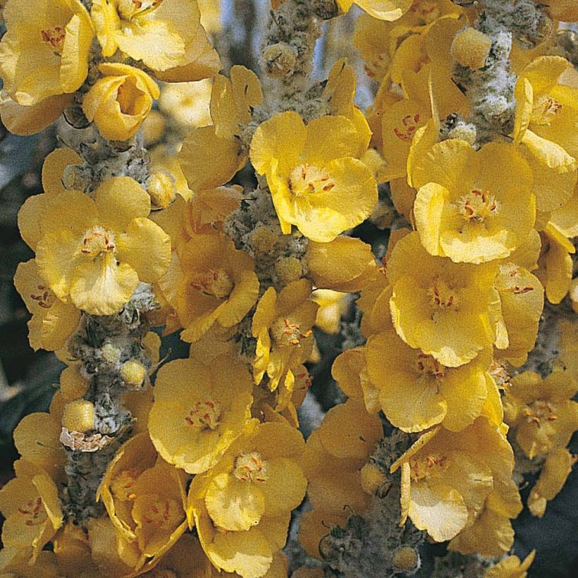 Verbascum bombyciferum Silver Lining (Fioritura)