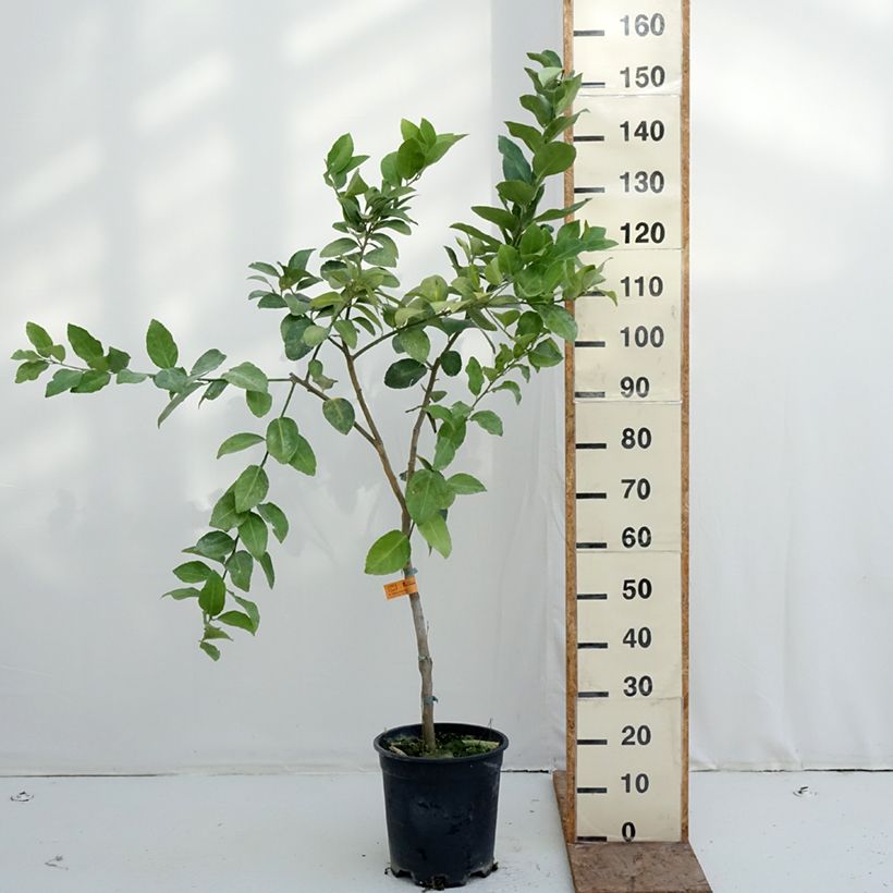Citrus x latifolia - Lima verde Vaso da 7,5L/10L, Vaso impalcato medio esemplare consegnato in inverno