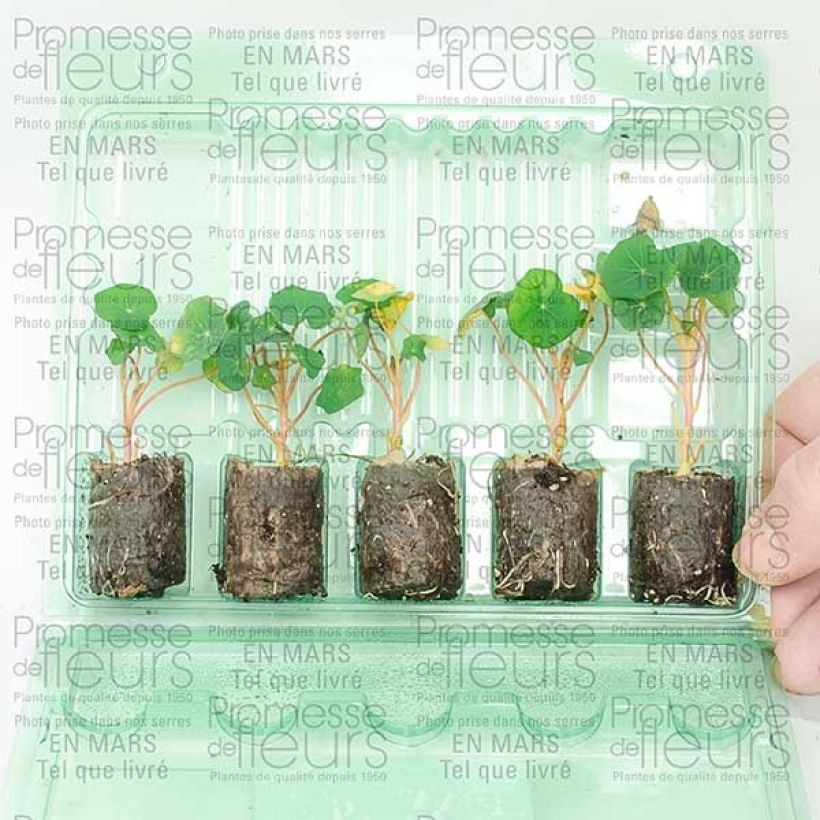 Esempio di esemplare Capucine Red Wonder double - Tropaeolum majus Mini-motte Ø 1,5/2,5 cm, Plant vert de 5 à 10 cm de haut come consegnato