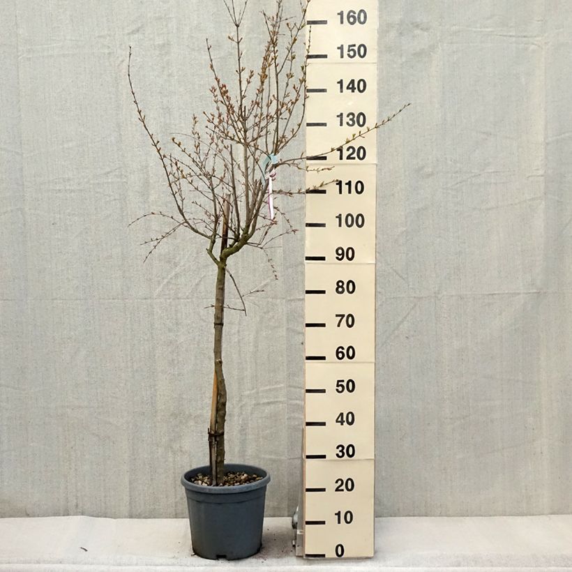 Punica granatum California Sunset - Melograno Vaso da 7,5L/10L, Vaso impalcato medio esemplare consegnato in primavera