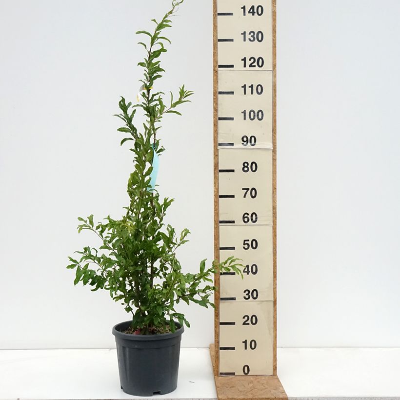 Esemplare di Punica granatum California Sunset - Melograno Vaso da 7,5L/10L come consegnato in autunno