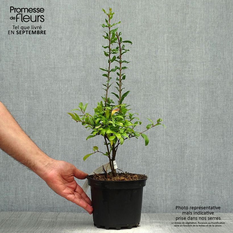 Esemplare di Punica granatum Maxima Rubra - Melograno Vaso da 2L/3L come consegnato in autunno