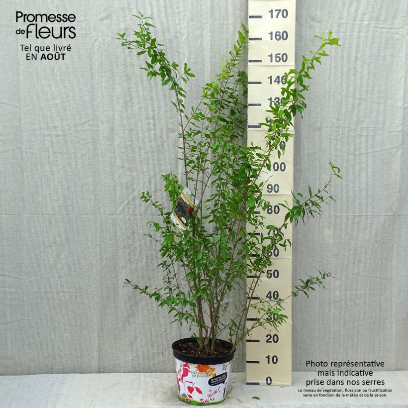 Esemplare di Melograno Plena - Punica granatum Vaso da 7,5L/10L, A cespuglio consegnato in estate