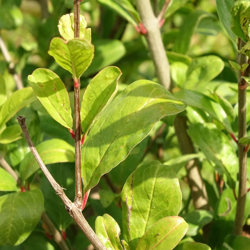 Punica granatum Acco - Melograno (Fogliame)