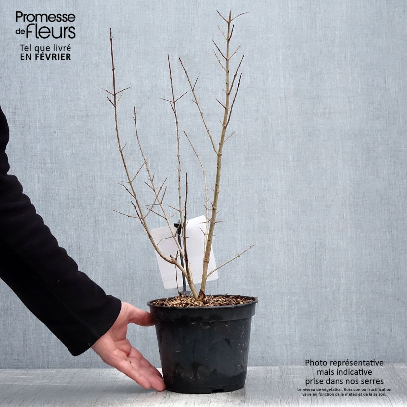 Melograno Black Fruit - Punica granatum Vaso da 7,5L/10L, A cespuglio esemplare consegnato in inverno