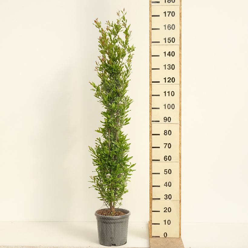 Melograno Black Fruit - Punica granatum Vaso da 7,5L/10L, A cespuglio esemplare consegnato in primavera