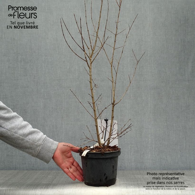 Esemplare di Melograno Dente di leone - Punica granatum Vaso da 1,5L/2L, Multifusto come consegnato in autunno