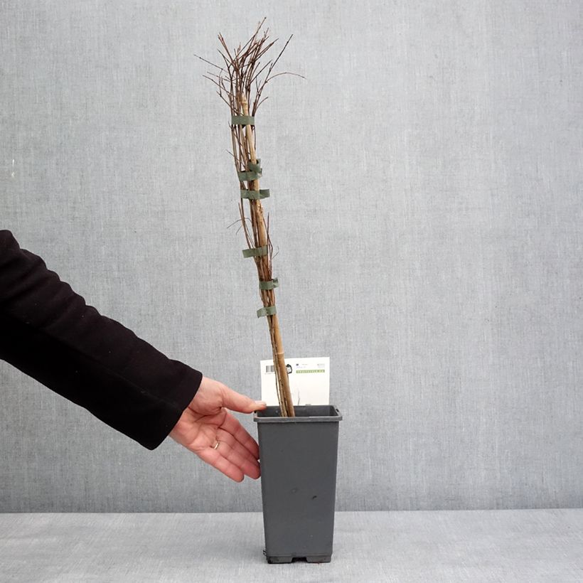 Melograno Dente di leone - Punica granatum Vaso da 1,5L/2L, Multifusto esemplare consegnato in inverno