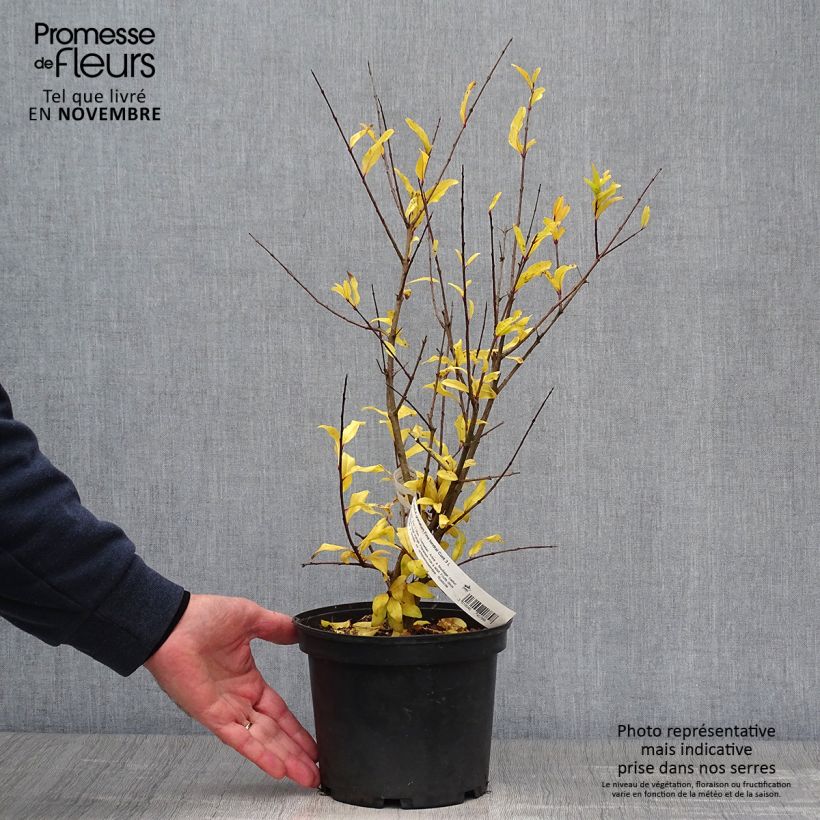 Esemplare di Melograno Fina Tendral - Punica granatum Vaso da 2L/3L, A cespuglio come consegnato in autunno
