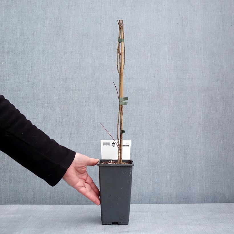 Melograno Mollar de Elche - Punica granatum Vaso da 1,5L/2L, Multifusto esemplare consegnato in inverno