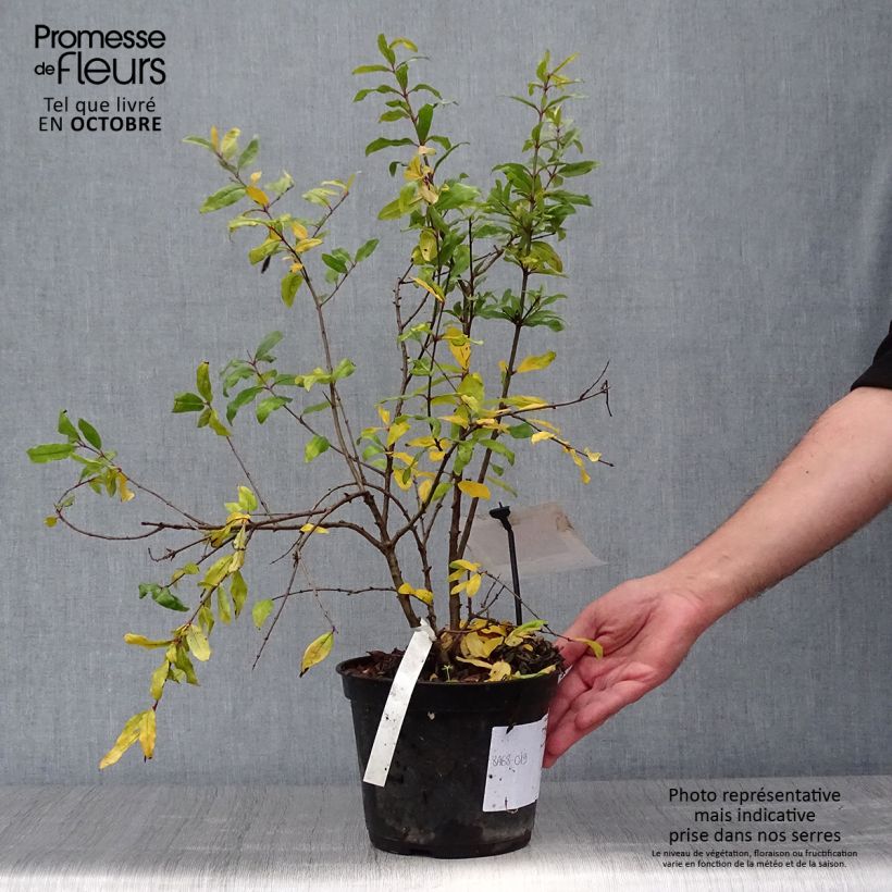 Esemplare di Melograno Mollar de Elche - Punica granatum Vaso da 1,5L/2L, Multifusto come consegnato in autunno