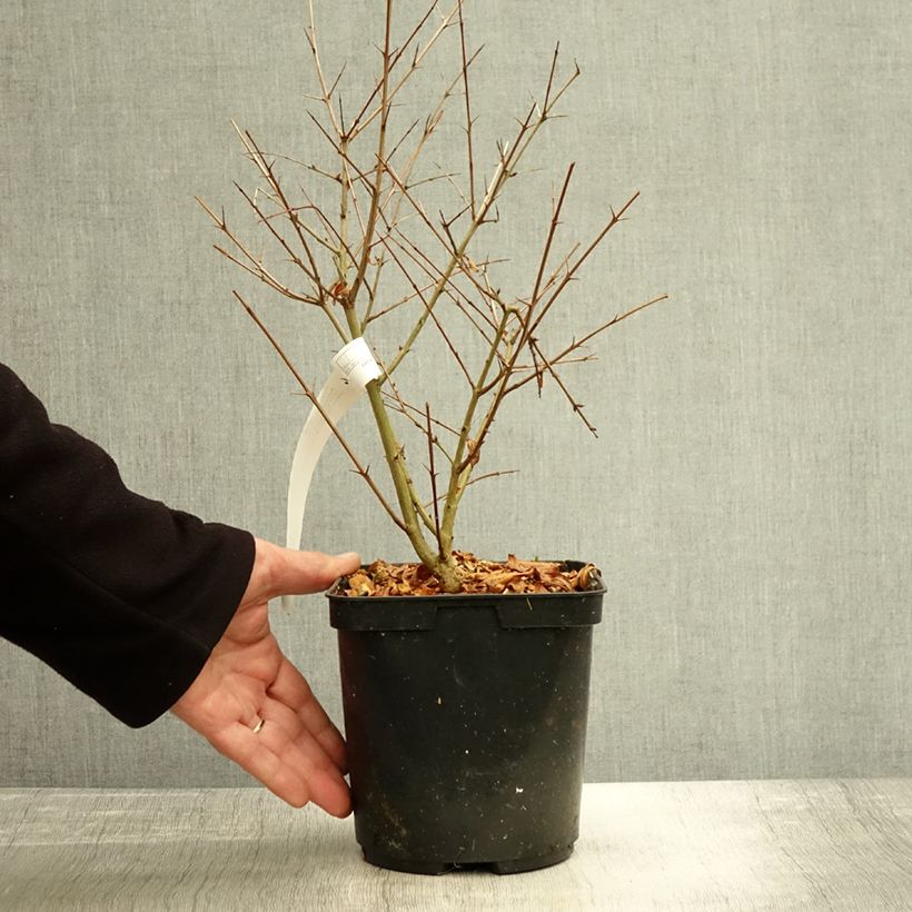 Esemplare di Melograno Parfianka - Punica granatum Vaso da 3L/4L, A cespuglio come consegnato in autunno