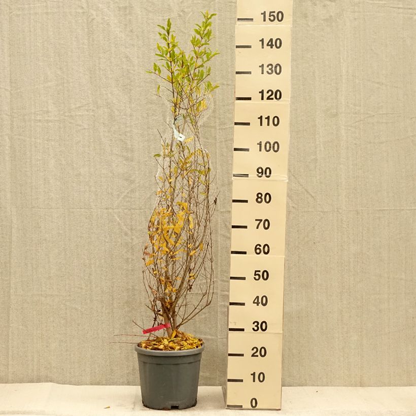 Esemplare di Melograno - Punica granatum Vaso da 7,5L/10L, A cespuglio come consegnato in autunno