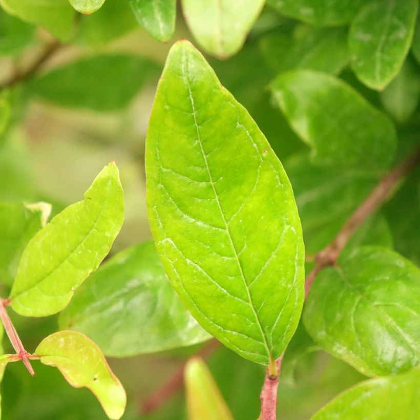 Melograno - Punica granatum (Fogliame)
